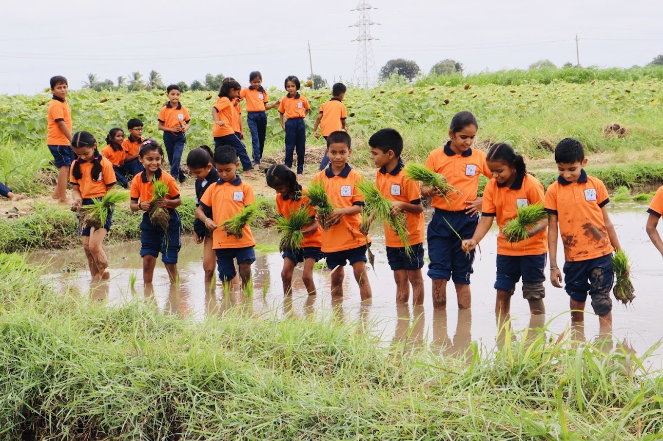 Agriculture Activity